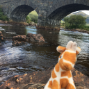 giraffeshavefourstomachs avatar