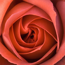 giraffeslaughs698 avatar