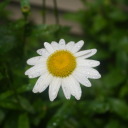 giraffeslikeweed avatar