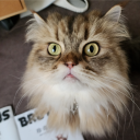 giraffesposts avatar