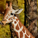giraffeter avatar