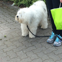 giraffewithhumans avatar