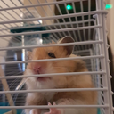 giraffingaround avatar