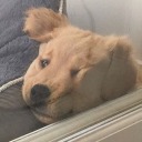 girasolidipinti avatar