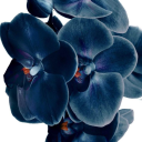 girl-existing avatar