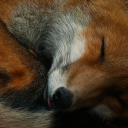 girl-stay-with-me avatar