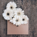 girl-tove-com avatar