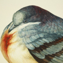 girlfriendbullier avatar