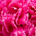 girlinthegarden-blog-blog avatar