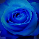 girllovesblueroses avatar