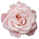 girlmadeofwords avatar