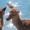 girlonline1337 avatar