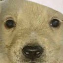 girlpuppysupreme avatar