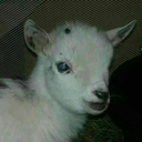 girlsgotgoats avatar