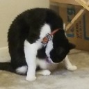 girly-critique avatar