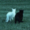 girlypopsimon avatar