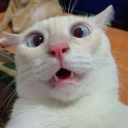 gitanshu117-blog avatar