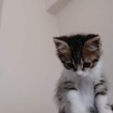 gitarinsonteli avatar