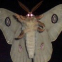 give-me-the-lamp avatar