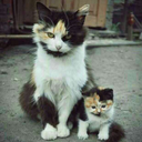 givemeacoupleoftries-blog avatar