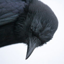 givemeafraisierformytoad avatar