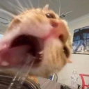 givingupeternally avatar