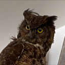 gl1tchedj3llyfish avatar