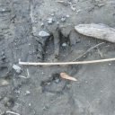 glacialconcretion avatar