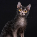 glaciercustard2004 avatar