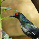 gladiatorbluebird avatar