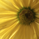 glancetothesea avatar