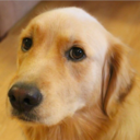 glass-of-apples avatar