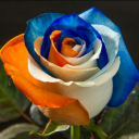 glass-of-orangejuice avatar