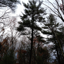 glass-t0ngues avatar