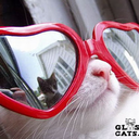 glassescats avatar