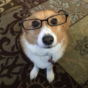 glassesondoggy avatar