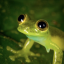 glassfrogforest avatar