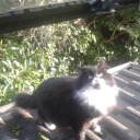 glasstardigrade avatar