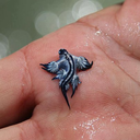 glaucus-atlanticus avatar