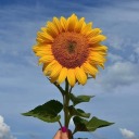 glausilvagomes avatar