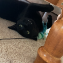 glitchykitcat avatar