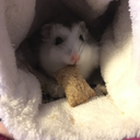 glitterandlightwood avatar