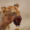 glitterandvengence avatar