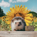 glittergrins-blog avatar