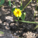 glitteringkiwi avatar