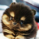 glitternarwhalequeen avatar