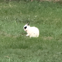 glitterycinnamon444 avatar