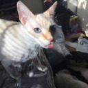 glitteryzombies77 avatar