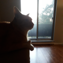 gloomystudent avatar