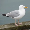 glorified-seagulls avatar